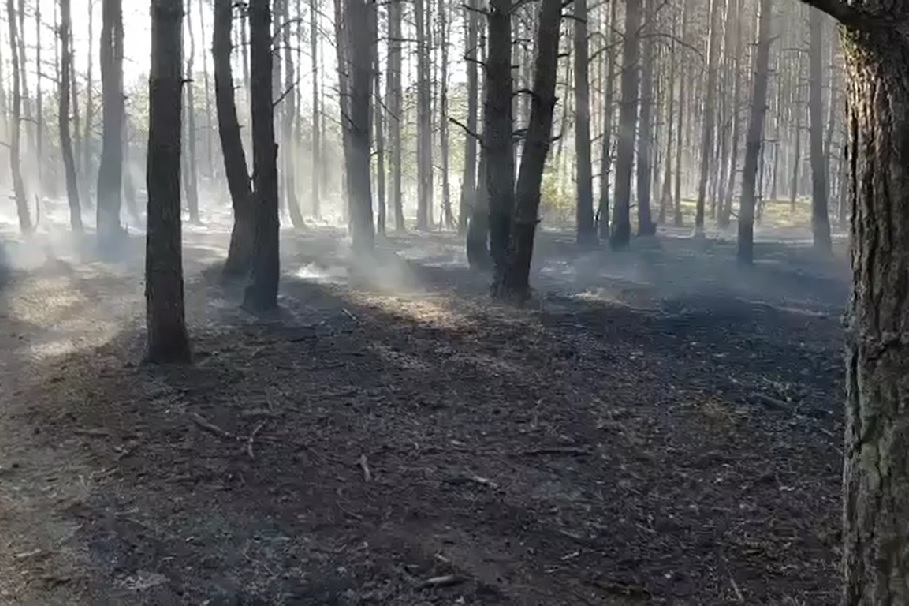 Płoną kolejne hektary lasu w regionie. Strażacy walczą z sześcioma wielkimi pożarami [AKTUALIZACJA]