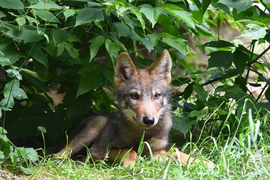 WILCZYCA BYDGOSZCZ ZOO