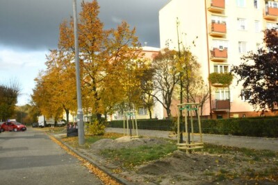 nowe drzewa Bydgoszcz