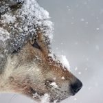 Co zrobić, aby zwierzęta przetrwały zimę? Oto najważniejsze zasady