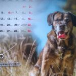 Wyjątkowy kalendarz charytatywny. Jego bohaterami są psy z bydgoskiego schroniska