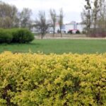 Pożegnanie z Parkiem Centralnym. MODrzew zaprasza na spacer przed budową kąpieliska 22-04-2022_Bydgoszcz_Park Centralny – SF (7)