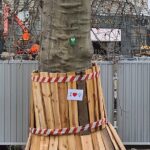 Walentynki Dla Drzew. Bydgoszcz bierze udział w akcji