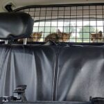 Policjanci złapali osiem kotków. Dzięki temu zostały uratowane