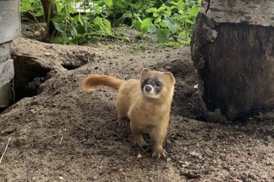 Ogród Zoologiczny w Bydgoszczy.