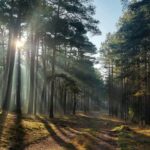 Lasy pod nadzorem. Leśnicy zapowiadają opryski