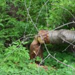 Bobry zadomowiły się przy stawie w Nowym Dworze. Gmina prosi o stanowisko RDOŚ