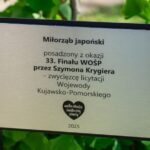Wyjątkowe drzewo przed urzędem wojewódzkim. To efekt aukcji WOŚP