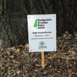 Zgłoś ukochane bydgoskie drzewo! Startuje plebiscyt stowarzyszenia MODrzew