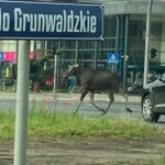 Łoś spacerował ulicami Bydgoszczy. Przeszedł pół miasta! [WIDEO]