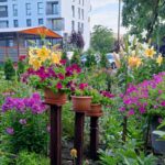 bydgoszcz w kwiatach i zieleni tmmb