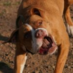amstaff – pexels
