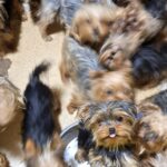 psy otoz animals