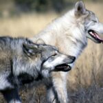 Wilki pod Bydgoszczą. Sołtys wydała komunikat