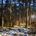 Wygraj choinkę z Nadleśnictwa Żołędowo! Świąteczy konkurs dla naszych czytelników Wygraj choinkę z Nadleśnictwa Żołędowo! Świąteczy konkurs dla naszych czytelników