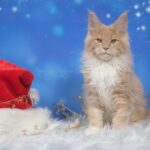 Mikołajki w Galerii Pomorskiej – rodzinne atrakcje, prezenty i pomoc zwierzakom Świąteczna Wystawa Kotów_fot1