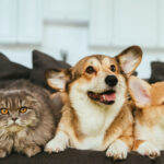 Jakie opinie klientów pomogą Ci wybrać dobry internetowy sklep zoologiczny? Jakie opinie klientów pomogą Ci wybrać dobry internetowy sklep zoologiczny?