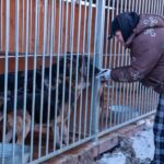 Wojewoda "podjął zdecydowane działania" w sprawie bezpieczeństwa zwierząt w schroniskach schronisko kpuw