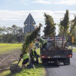 nasadzenia drzew mikołaj kuras