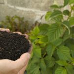 Naturalne wsparcie roślin w ogrodzie i domu