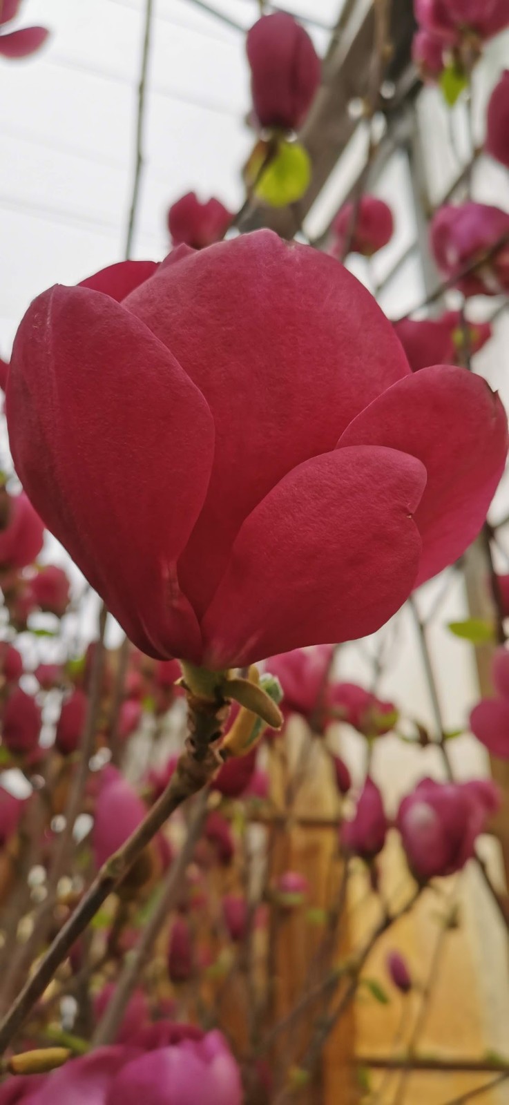 Wiosenna tradycja, która co roku przyciąga tłumy. Wiosenny Kiermasz Ogrodniczy w Bydgoszczy już 2–3 maja!