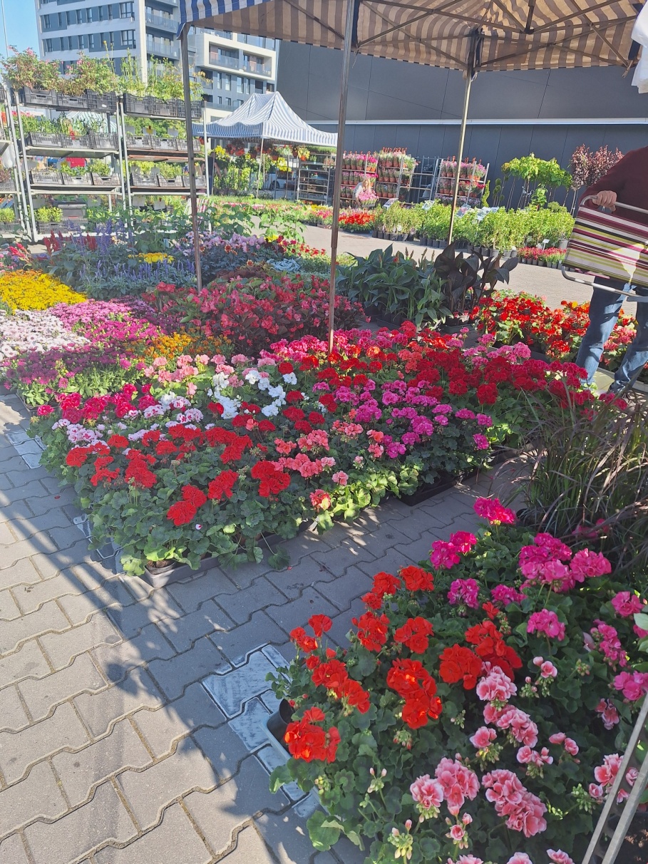 Wiosenna tradycja, która co roku przyciąga tłumy. Wiosenny Kiermasz Ogrodniczy w Bydgoszczy już 2–3 maja!