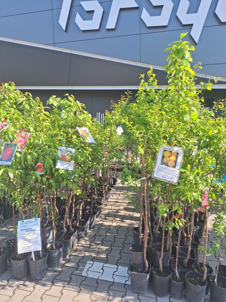 Wiosenna tradycja, która co roku przyciąga tłumy. Wiosenny Kiermasz Ogrodniczy w Bydgoszczy już 2–3 maja!