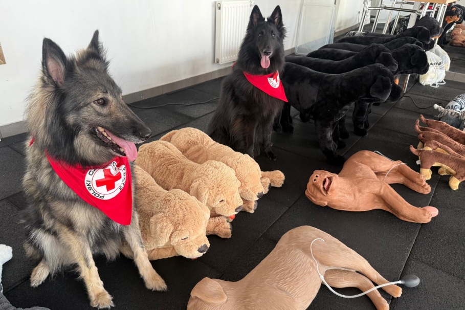 Czworonogi w roli głównej – rasowe koty, psi bohaterowie i inne atrakcje w Galerii Pomorskiej