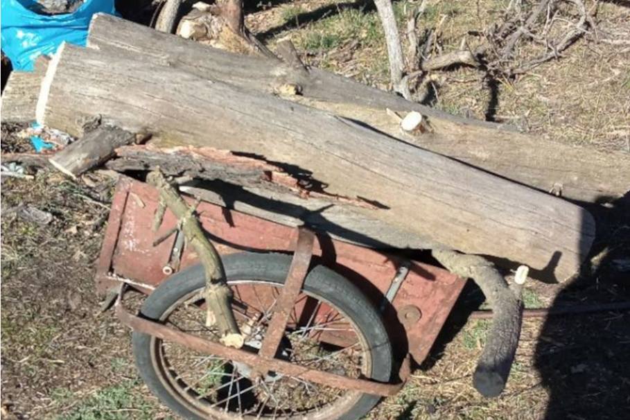 Nielegalna wycinka drzew w Bydgoszczy. Straż miejska sprawdziła zgłoszenie