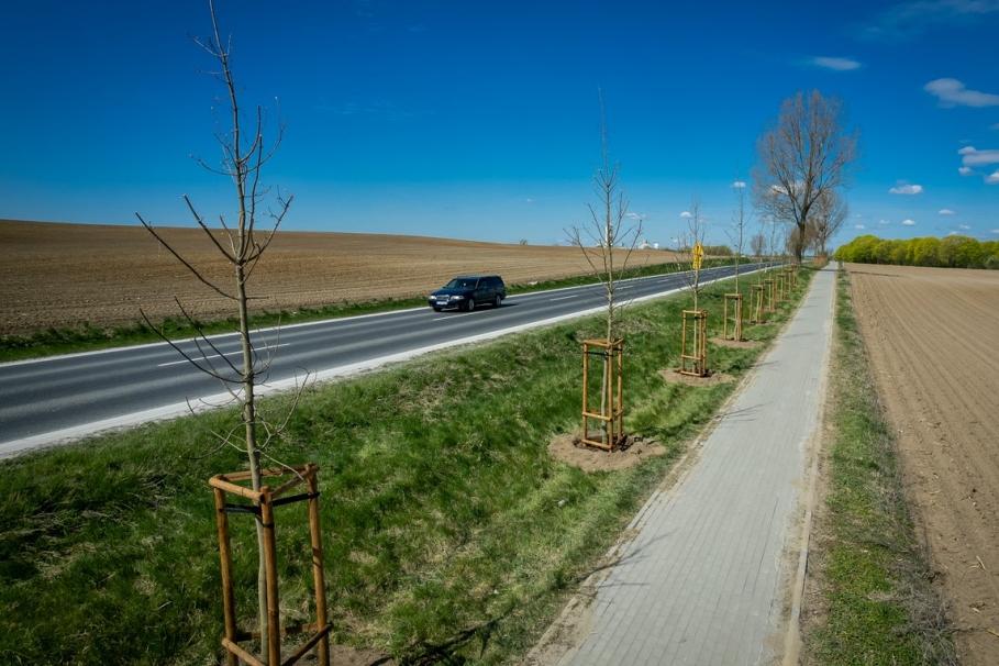 Nowe drzewa i krzewy wzdłuż dróg w regionie. Będzie zielono!